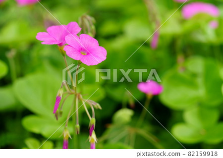 Cute flower 82159918