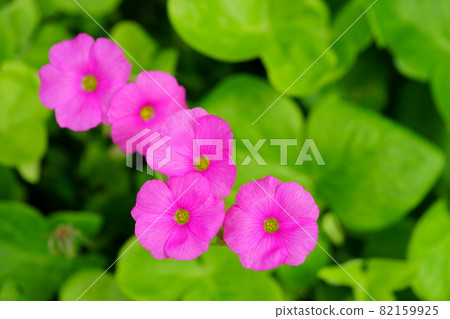 可愛的花 82159925
