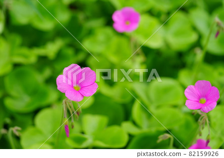可愛的花 可愛的花 82159926