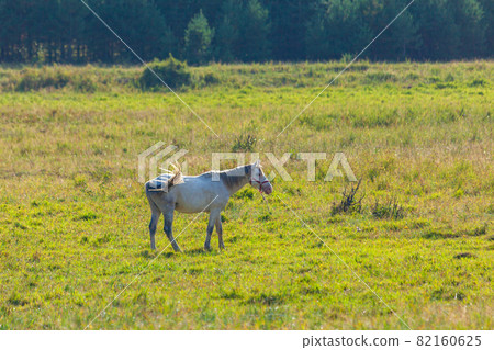 View of a grazing horses in the green mountains, Tusheti, Georgia. Travel View of a grazing horses in the green mountains, Tusheti, Georgia. Travel 82160625