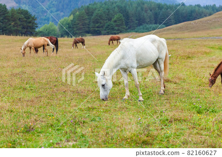 View of a grazing horses in the green mountains, Tusheti, Georgia. Travel View of a grazing horses in the green mountains, Tusheti, Georgia. Travel 82160627