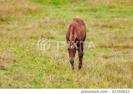 View of a grazing horses in the green mountains, Tusheti, Georgia. Travel 82160633