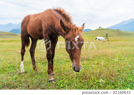 View of a grazing horses in the green mountains, Tusheti, Georgia. Travel 82160635