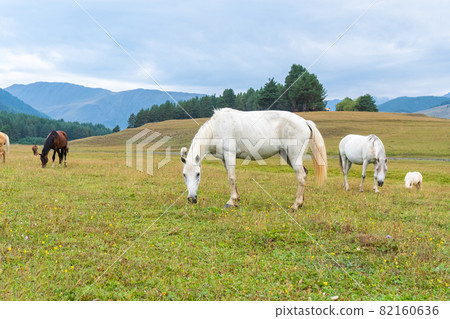 View of a grazing horses in the green mountains, Tusheti, Georgia. Travel View of a grazing horses in the green mountains, Tusheti, Georgia. Travel 82160636