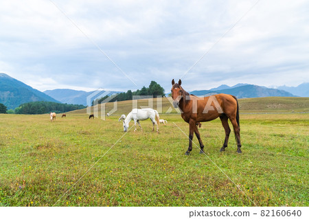 View of a grazing horses in the green mountains, Tusheti, Georgia. Travel 82160640