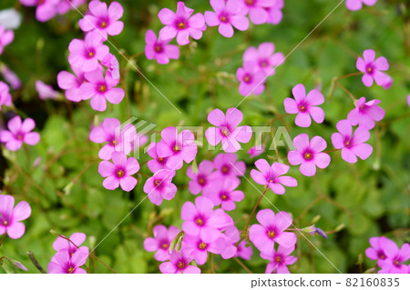 Beautiful pink-sorrel that bloomed in autumn Beautiful pink-sorrel that bloomed in autumn 82160835