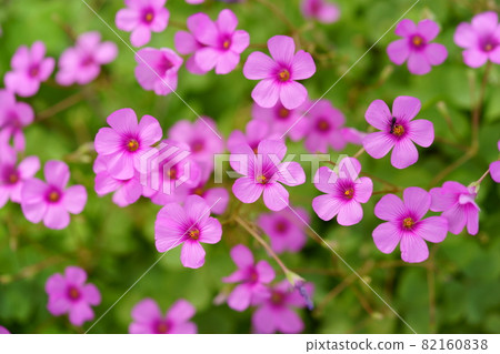 在秋天開花的美麗的桃紅色酢漿草 82160838