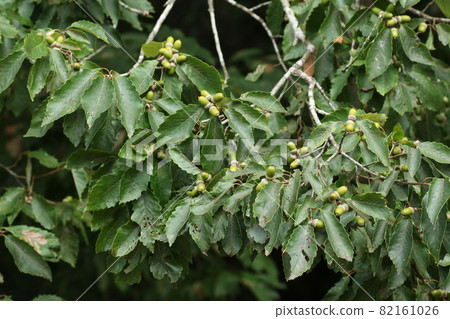 Still blue, quercus serrata acorns Still blue, quercus serrata acorns 82161026