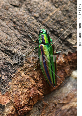 Jewel beetle, a shining summer bug 82161175