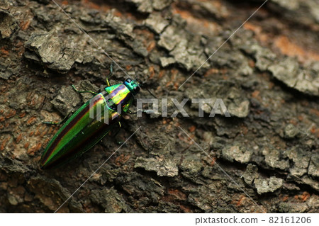 燦爛的夏季蟲，玉am 82161206