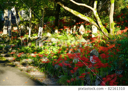 岐阜縣大垣市妙乘林寺的地藏與群孤挺花 岐阜縣大垣市妙乘林寺的地藏與群孤挺花 82161310