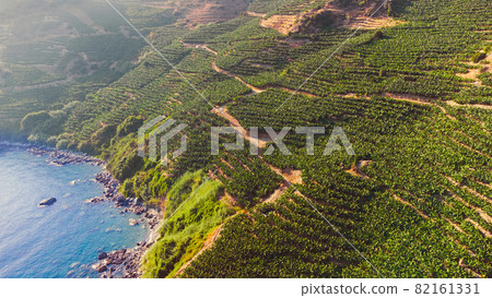 Banana plantation in Turkey, Beautiful Landscape with plant and the sea, Dron Shoot, Summer Nature 82161331
