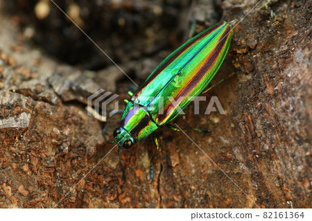 燦爛的夏季蟲,玉am 燦爛的夏季蟲,玉am 82161364