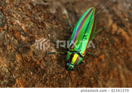 燦爛的夏季蟲，玉am 82161370