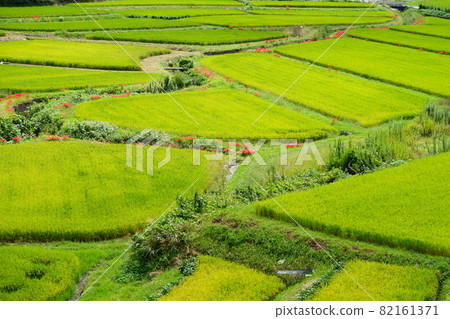 碩果累累的秋天/日本田園風光7 82161371