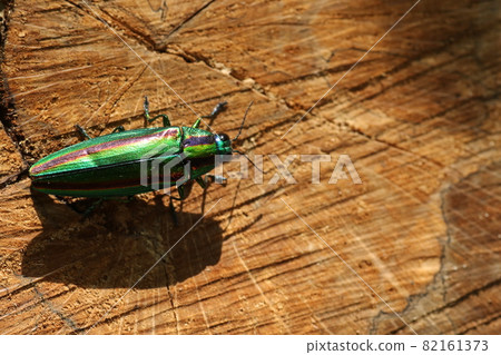 燦爛的夏季蟲，玉am 82161373