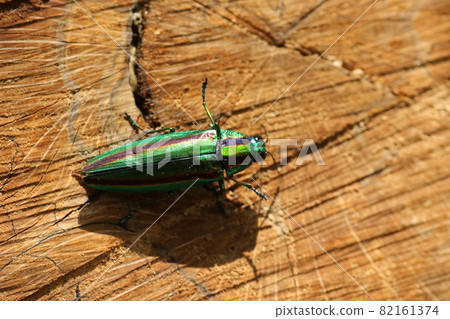 燦爛的夏季蟲，玉am 82161374