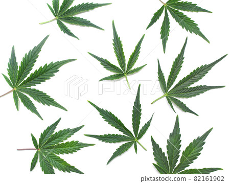 Cannabis leaves, marijuana pattern isolated on white background. Cannabis leaves, marijuana pattern isolated on white background. 82161902
