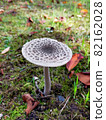Mushrooms in nature (Parasol mushroom) 82162028