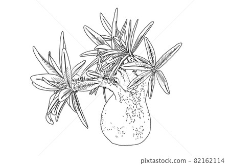 Pakipodium Gracilius的線描 Pakipodium Gracilius的線描 82162114