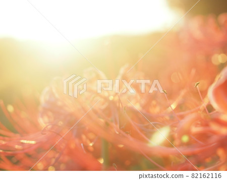 日落群孤挺花 日落群孤挺花 82162116