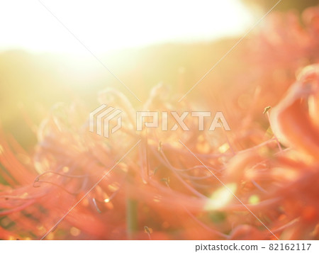 日落群孤挺花 日落群孤挺花 82162117