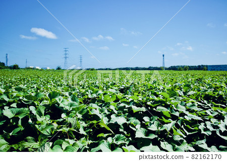 Sweet potato field, Ibaraki Prefecture Sweet potato field, Ibaraki Prefecture 82162170