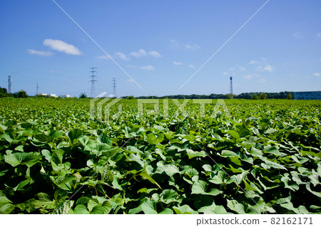 Sweet potato field, Ibaraki Prefecture 82162171