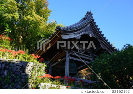 岐阜縣大垣市赤坂妙乘林寺,叢生孤挺花盛開的地方 岐阜縣大垣市赤坂妙乘林寺,叢生孤挺花盛開的地方 82162192