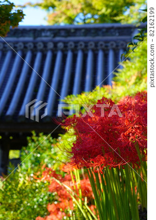 岐阜縣大垣市赤坂妙乘林寺,叢生孤挺花盛開的地方 岐阜縣大垣市赤坂妙乘林寺,叢生孤挺花盛開的地方 82162199
