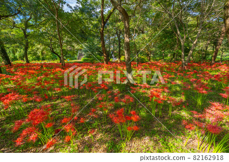 藤宮市Numakubo Mizube no Rakugaku Higanbana 藤宮市Numakubo Mizube no Rakugaku Higanbana 82162918