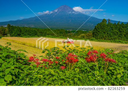 稻田和富士山收穫秋稻收穫簇孤挺花 82163259