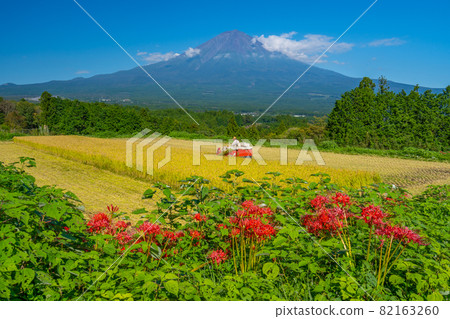 稻田和富士山收穫秋稻收穫簇孤挺花 82163260
