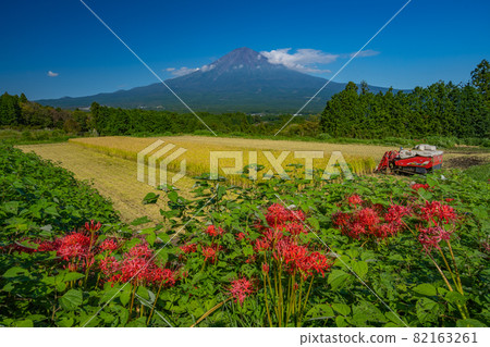 稻田和富士山收穫秋稻收穫簇孤挺花 82163261