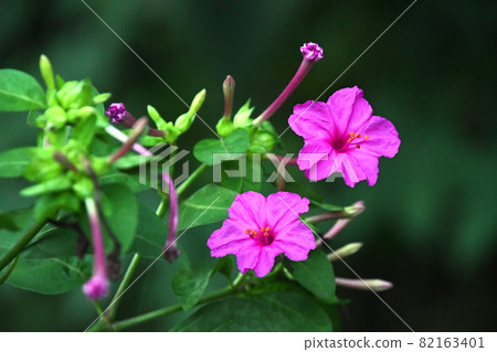 Marvel-of-peru (white powder flower) that began to open in the evening 82163401