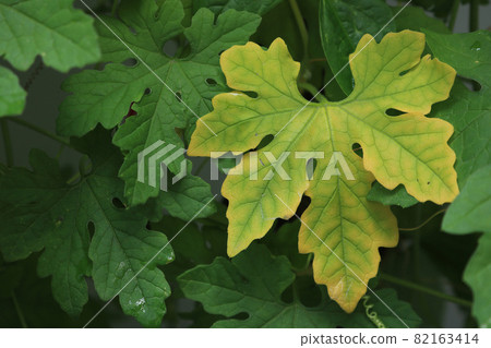 close up wasted leaf of Bitter gourd 82163414