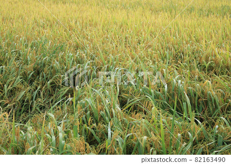 The rice is ready to harvest The rice is ready to harvest 82163490