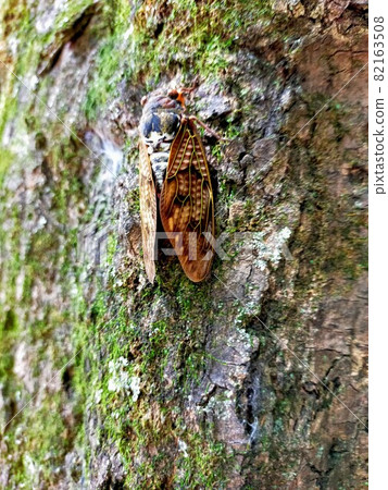 夏棕蟬棲息在樹上 82163508