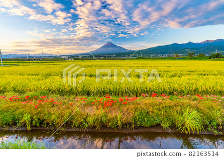 Mt. Fuji autumn scenery rice ears and cluster amaryllis 82163514