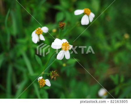 白花鬼針草花 82163805