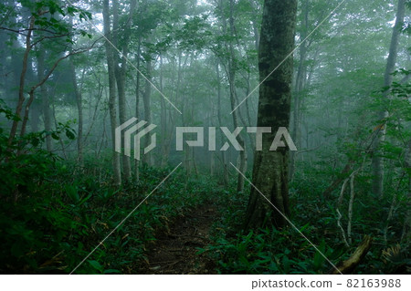 在被霧包圍的森林裡 82163988