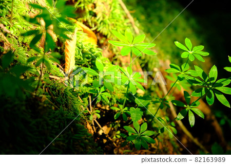 伍德拉夫 伍德拉夫 82163989