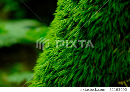 Moss-covered trees 82163990