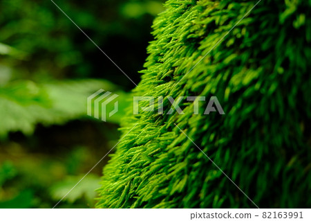 Moss-covered trees Moss-covered trees 82163991