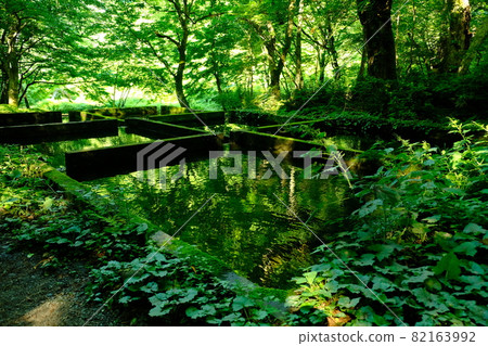 森林中的水庫 森林中的水庫 82163992