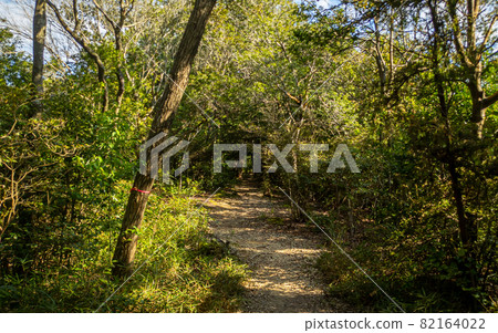 In the woods 82164022