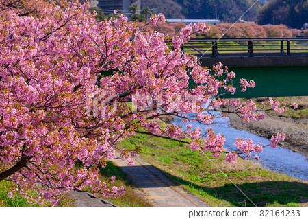 Minamiizu Town, Shizuoka Prefecture, Minami Sakura, Cherry Blossoms in Full Bloom 82164233