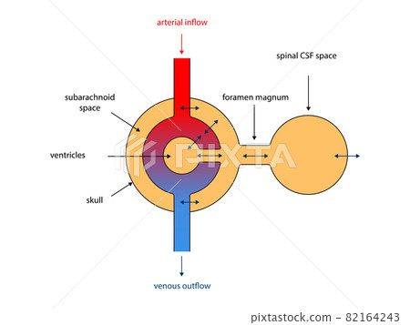 Ventricular system. Cross Section of a Human brain with ventricles and Cerebrospinal fluid, Monro-Kellie Doctrine, homeostasis 82164243