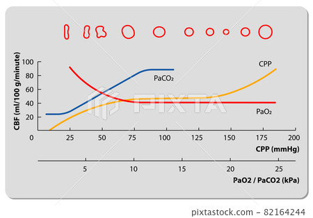 autoregulation curve blood pressure, partial pressure of oxygen, carbon dioxide in arterial blood 82164244