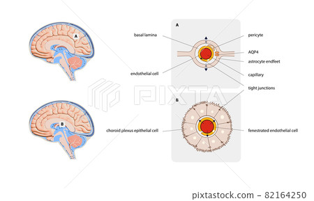 Diagram Illustrating Cerebrospinal Fluid CSF in the Brain Central Nervous System. Brain structure,2d graphic, 82164250